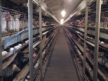 تولید ۵۰هزار تن تخم مرغ در قزوین