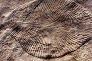 اولین انقراض بزرگ کی روی داد؟ / کشف فسیلی که دانسته‌های قبلی را به چالش می‌کشد