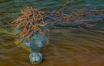 زندگی هیولای ماقبل تاریخ در رودخانه‌ای پر از زباله/ عکس