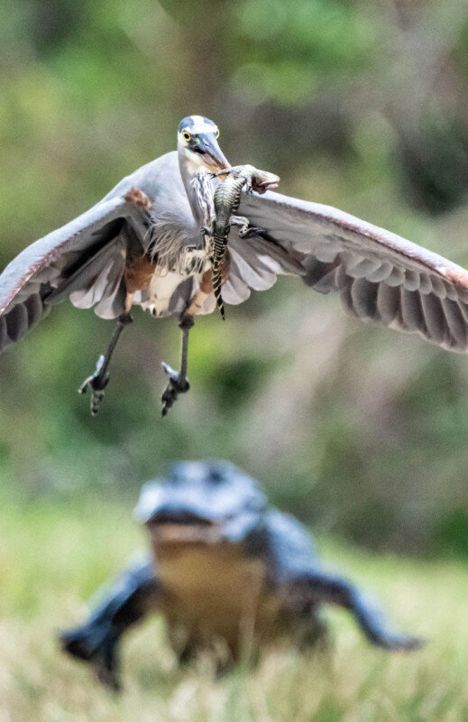 عکس | تلاش ناامیدانه تمساح مادر در تعقیب پرندهای که بچهاش را دزدیده!