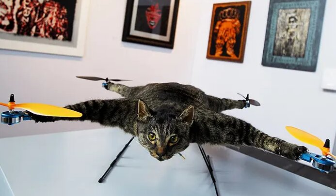 وحشت نکنید، این گربه پرنده بیآزار است / عکس