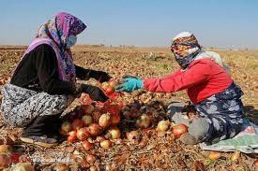 کدام محصولات جالیزی ارزان شدند؟ قیمت جدید پیاز، سیب زمینی و گوجه فرنگی