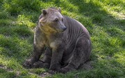عکس | پیدا شدن سر و کله خرس‌هایی عجیب در مناطق شمالی زمین