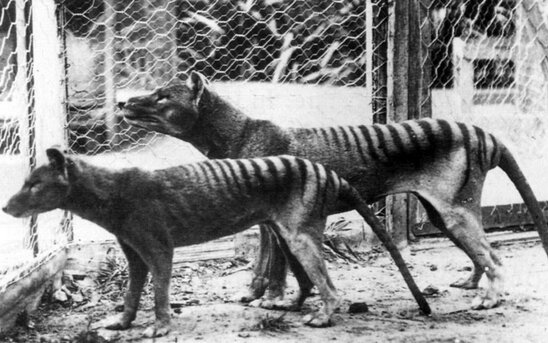 عکس | ببر تاسمانی، شکارچی بینظیری که آخرین بار یک قرن پیش دیده شد