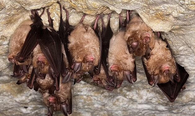 این خفاش‌ها مرگ را با خودشان این سو و آن سو می‌برند