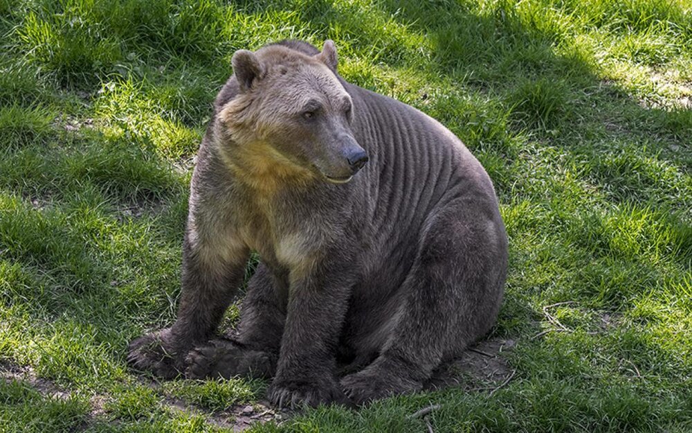 پیدا شدن سر و کله خرس‌هایی عجیب در مناطق شمالی زمین
