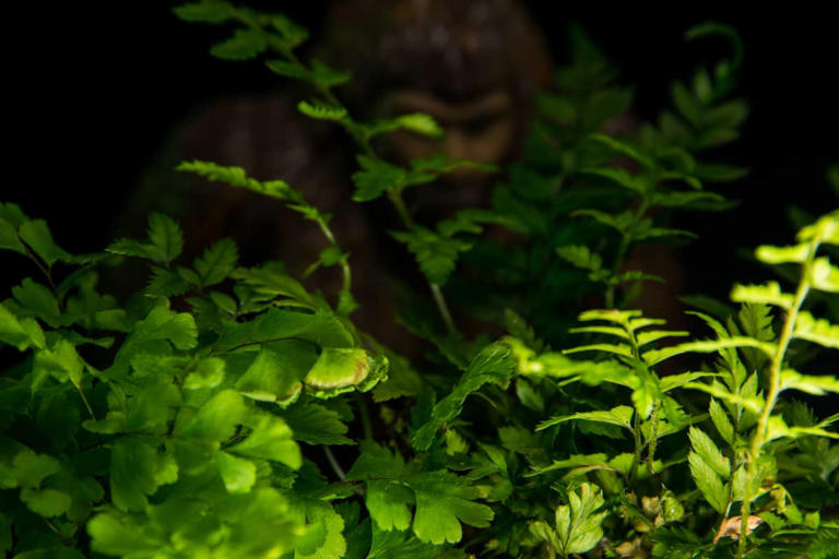 عکس | دست به دست شدن فیلم یک "موجود مرموز" در شبکههای اجتماعی!