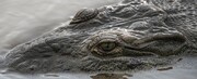 عکس | تمساح‌های جان‌سختی که در آلوده‌ترین رودخانه دنیا زنده ماندند!