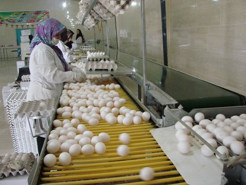  گران فروشی تخم مرغ؛ قیمت هر شانه بالای ۱۰۰ هزار تومان