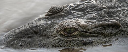 عکس | تمساح‌های جان‌سختی که در آلوده‌ترین رودخانه دنیا زنده ماندند!