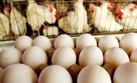 قیمت تخم‌مرغ همچنان در حال افزایش/ شانه‌ای چند؟