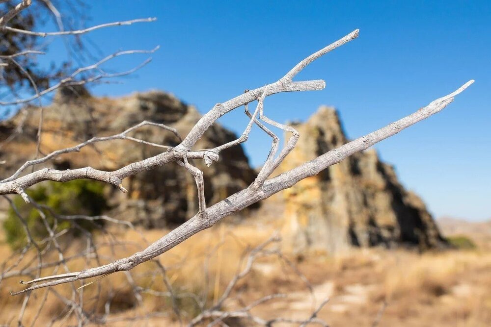 عکس | پیدا شدن نامرئیترین حیوان دنیا توسط عکاس حیات وحش