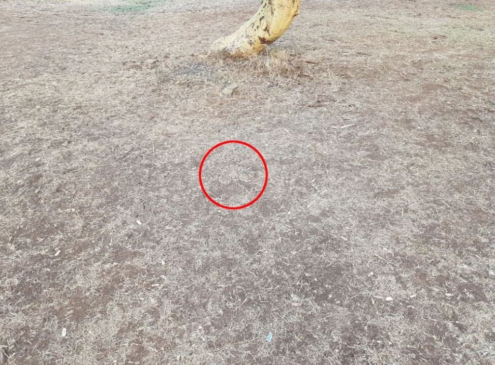 پیدا کردن مار سمی در این تصویر غیرممکن است/ استتار بینظیر افعی در محیط/ عکس