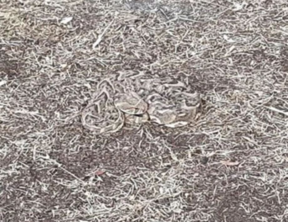 پیدا کردن مار سمی در این تصویر غیرممکن است/ استتار بینظیر افعی در محیط/ عکس