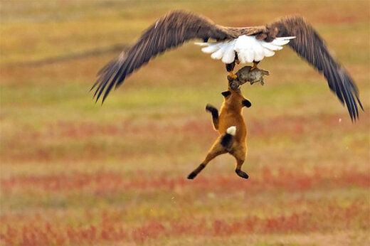 ببینید | پرواز عقاب عظیم الجثه به همراه شکارش در جاده