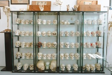 تجارت غیراخلاقی استخوان انسان تجارت غیراخلاقی استخوان انسان