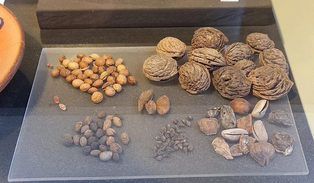 مردم هنگام تماشای نبرد گلادیاتورها چه میخوردند؟ / عکس