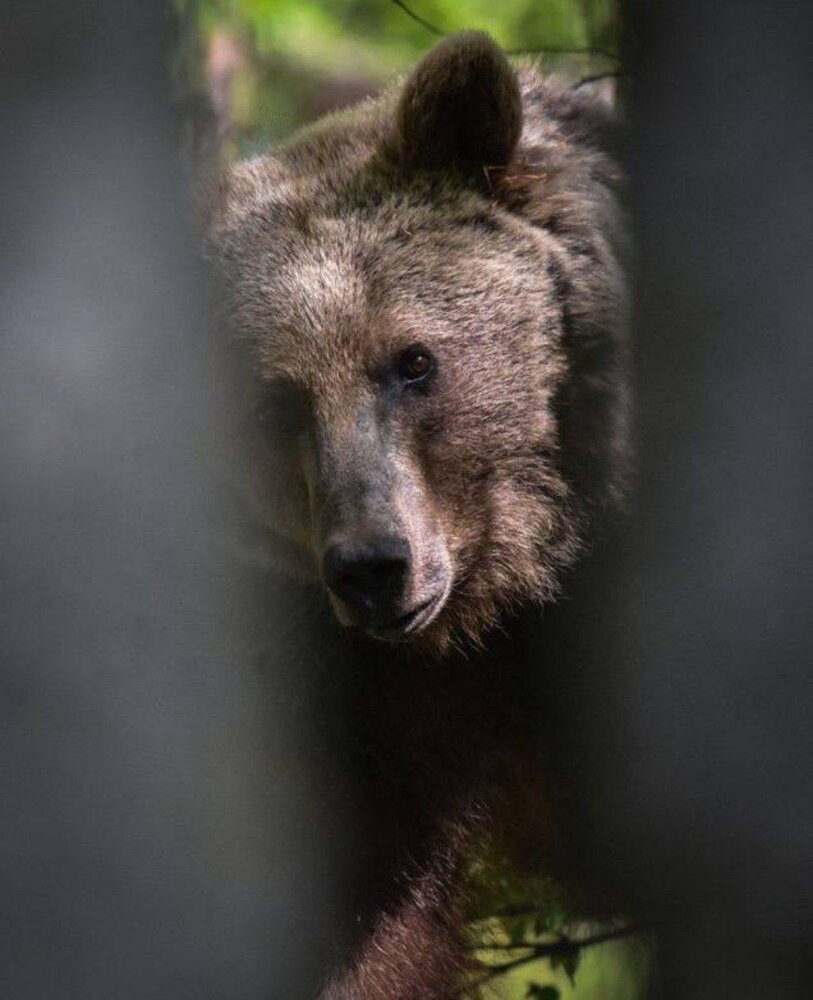 عکس | لحظه‌ای هیجان‌انگیز از چشم در چشم شدن یک خرس با عکاس حیات وحش در ساری
