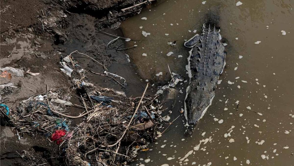 عکس | حضور شکارچی ترسناک باستانی در رودخانه‌ای پر از زباله