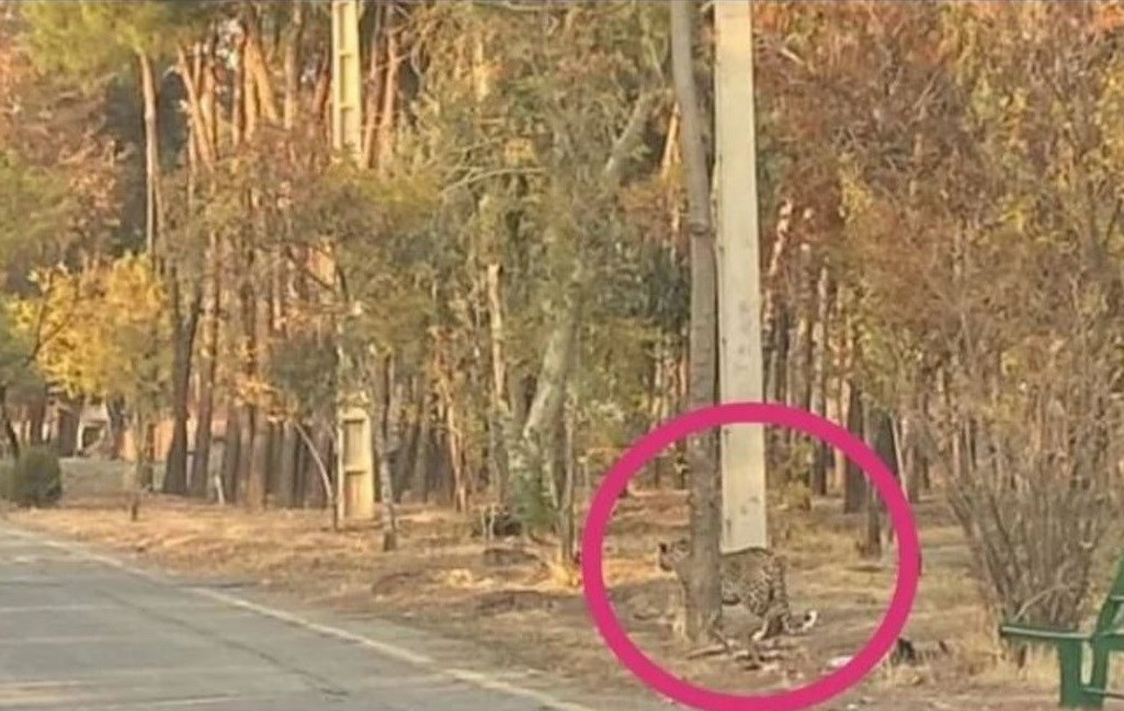 مشاهده پلنگ در پارک سرخهحصار