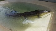 عکس | شکار تمساح غول پیکر در سد آبی!