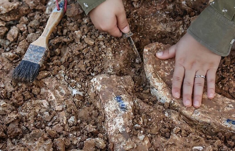 کشف شگفتانگیز فسیل یک قصاب کوچک / عکس