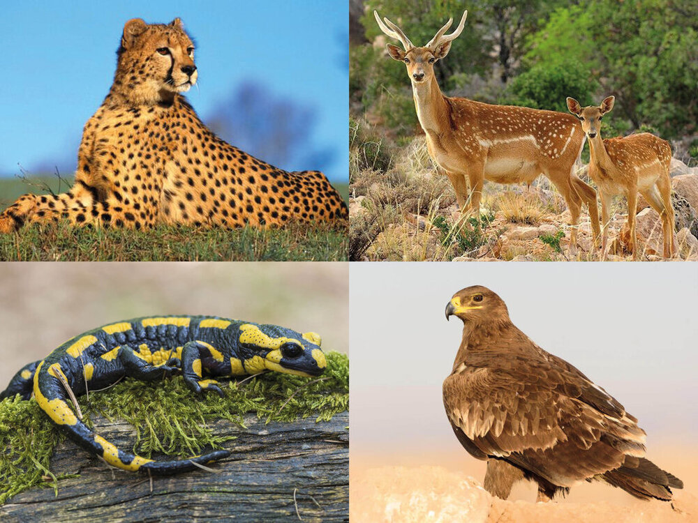 ۷۶ گونه جانوری در خطر انقراض/ این 5 گونه‌ در وضعیت بحرانی