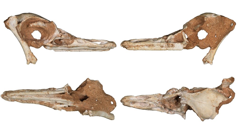 عکس | دایناسوری که تبدیل به اردک شد!