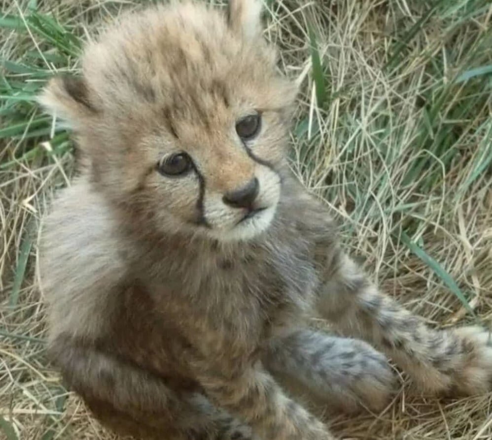 ببینید | تصویر زیبا از تولهیوزهای پیداشده در پارک توران