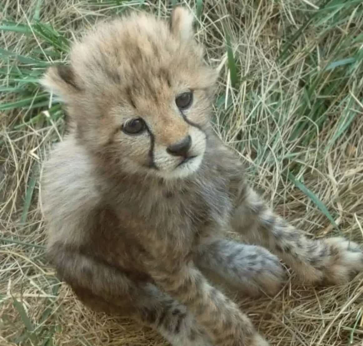 اما و اگرهای تولد دو توله یوزپلنگ در پاییز/ کار چوپان اشتباه بود؟