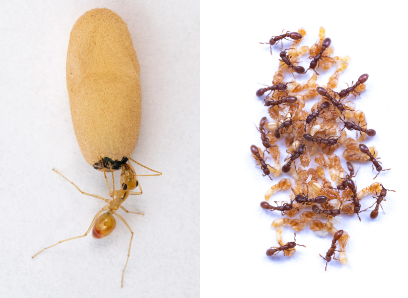 عکس | مورچه‌ها خود را در شیر غرق می‌کنند؟