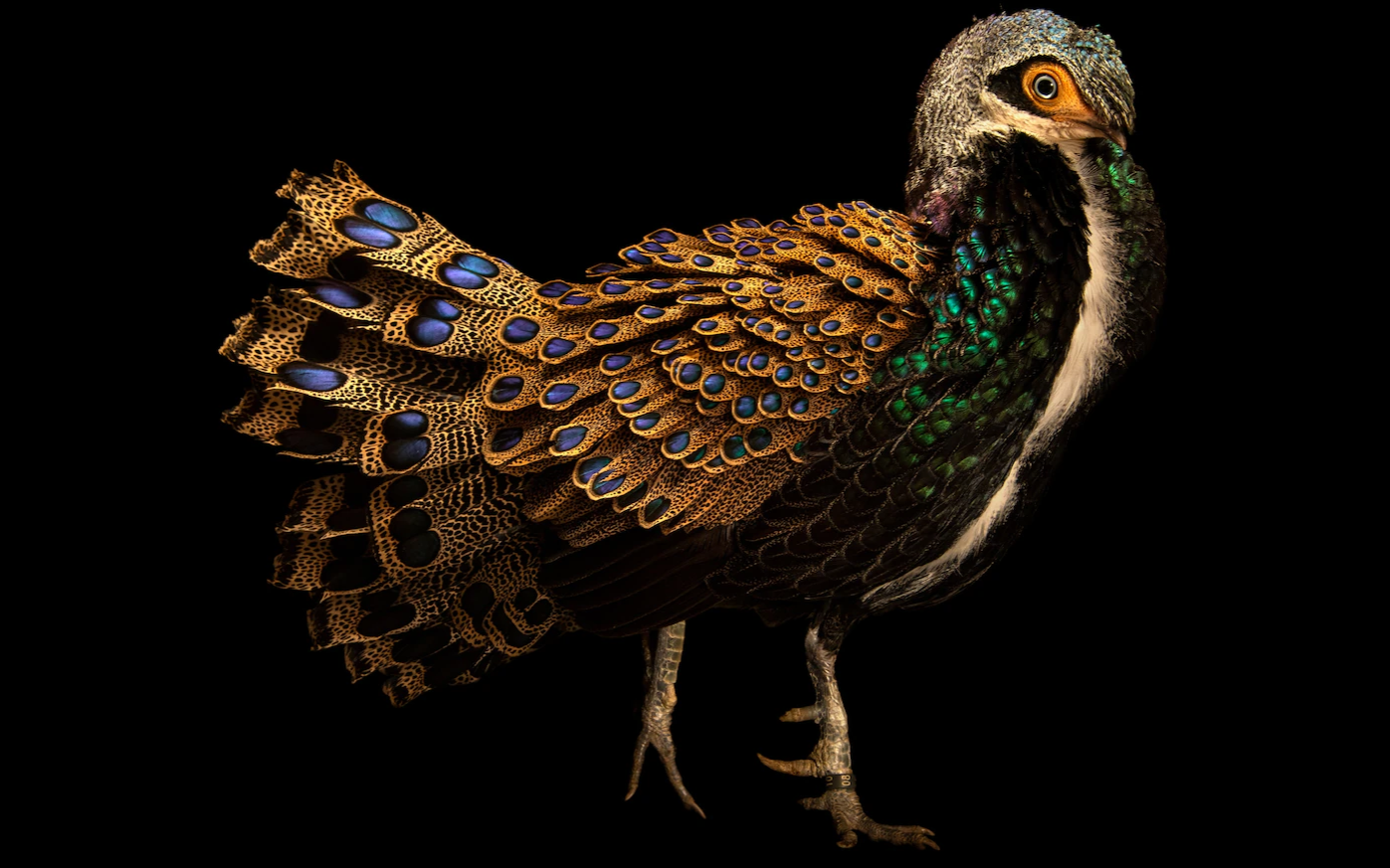 عکس | زیبایی خیره‌کننده پرندگانی که شکار انسان می‌شوند!