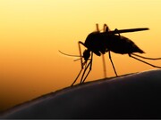 شناسایی ۱۰ مورد مثبت مالاریا در اتباع خارجی شاغل در باغات رودان