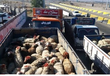  رئیس اتحادیه گوشت گوسفندی: قاچاق دام باعث گرانی گوشت قرمز است