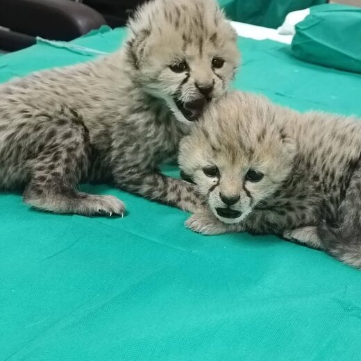 2 cheetah cubs discovered in Iran’s Turan Park