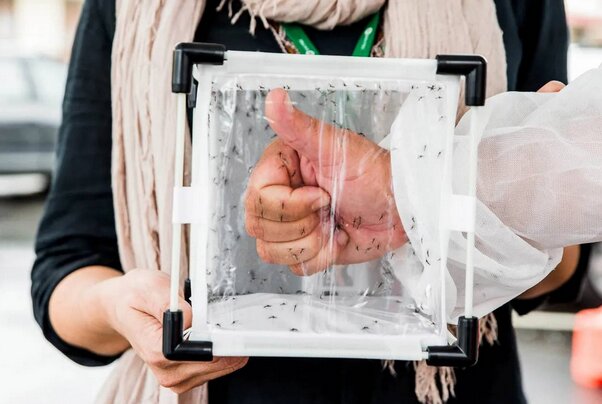 این پشه عجیب همنوعانش را از بین میبرد