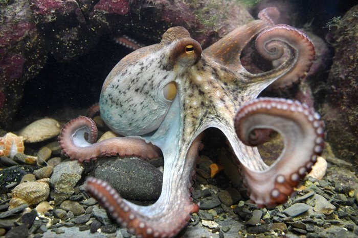 راز مخوفی که DNA اختاپوس برملا کرد!