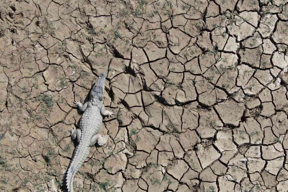 عکس | پهپادها به کمک شکار تمساح‌ها می‌آیند