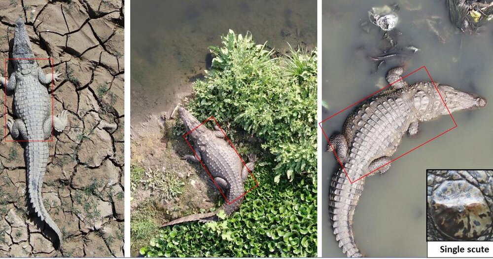 عکس | پهپادها به کمک شکار تمساح‌ها می‌آیند