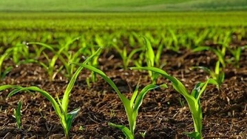 شرایط جدید کشت قراردادی محصولات کشاورزی اعلام شد