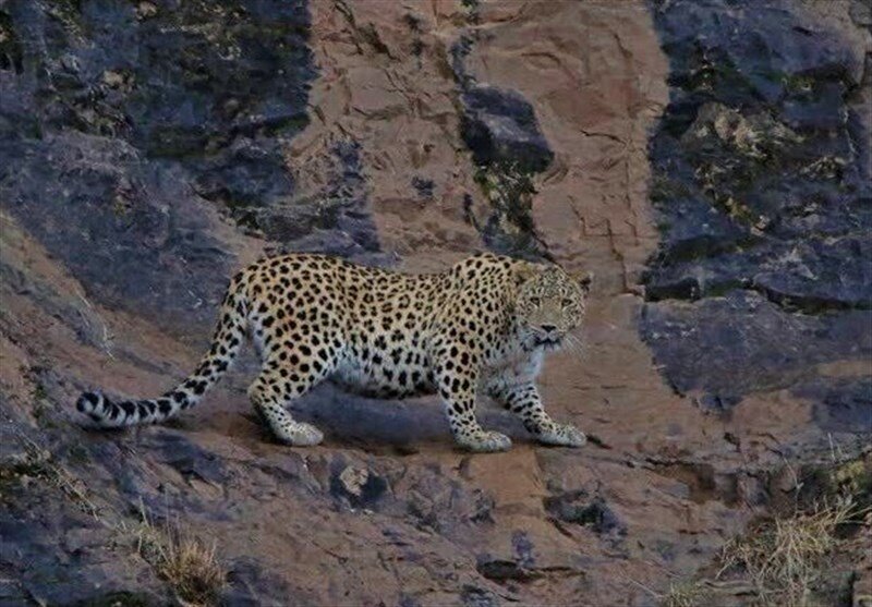 مشاهده ۸ قلاده پلنگ در این استان