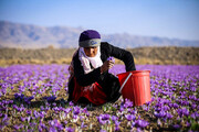 زعفران در وضعیت قرمز/ بدترین فصل برداشت زعفران برای کشاورزان