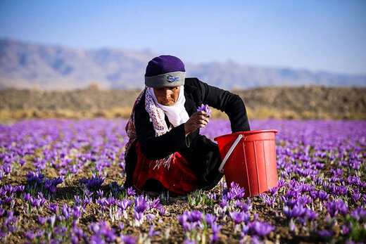 آشفتگی در بازار زعفران/ کشاورزان مستعمره مافیا