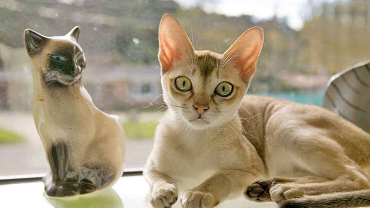 عکس | گربههایی که اندازه کف دستاند!