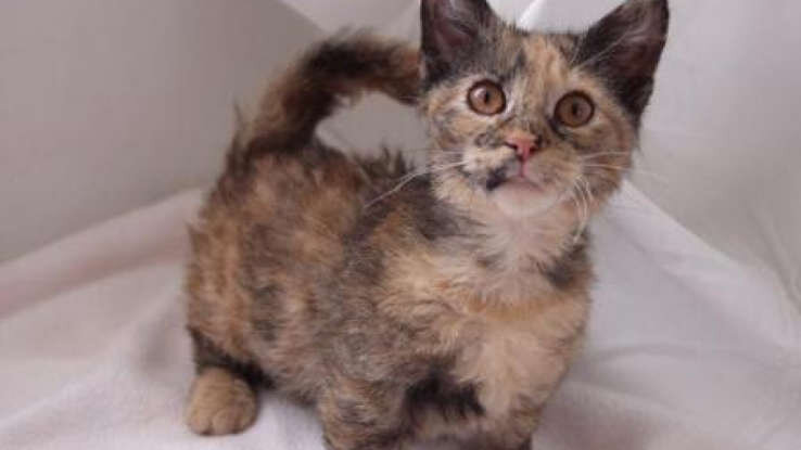 عکس | گربههایی که اندازه کف دستاند!