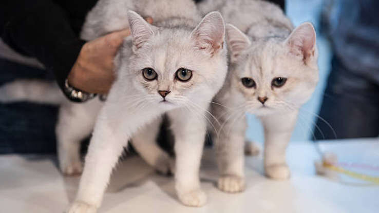 عکس | گربههایی که اندازه کف دستاند!