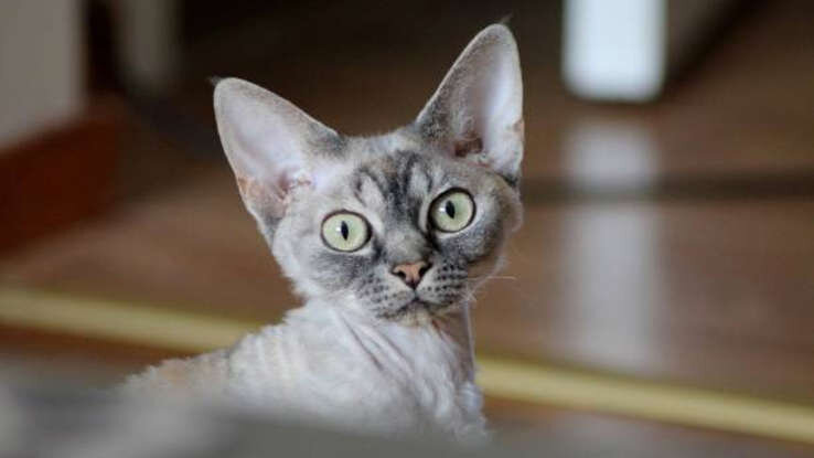 عکس | گربههایی که اندازه کف دستاند!