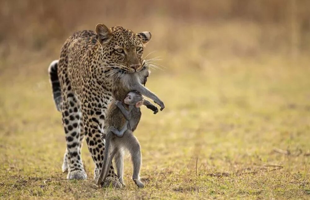 عکس | تلاش دلخراش بچه بابونی که جسد مادر مردهاش را رها نمیکند!
