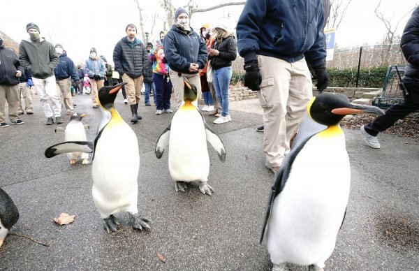 در سال ۲۰۲۲ چه گذشت؟/ از پیاده‌روی پنگوئن‌ها تا کشف گور دسته‌جمعی در قاب تصویر