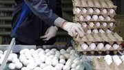 تخم مرغ در میادین کمتر از نرخ مصوب عرضه می‌شود | هر عدد تخم مرغ با این قیمت گرانفروشی است